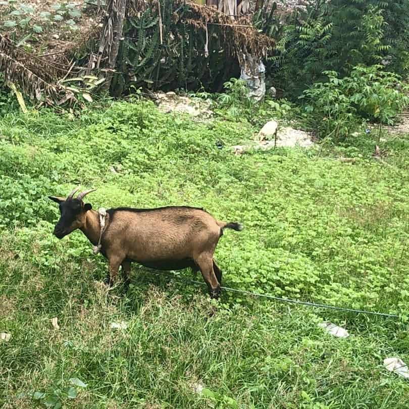 A goat stands alone in grassy area with brush in the background